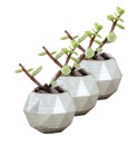 Mini Çiçek Saksı Küçük Sukulent Gümüş Kaktüs Saksısı 3lü Set Mini Poly Silindir Model